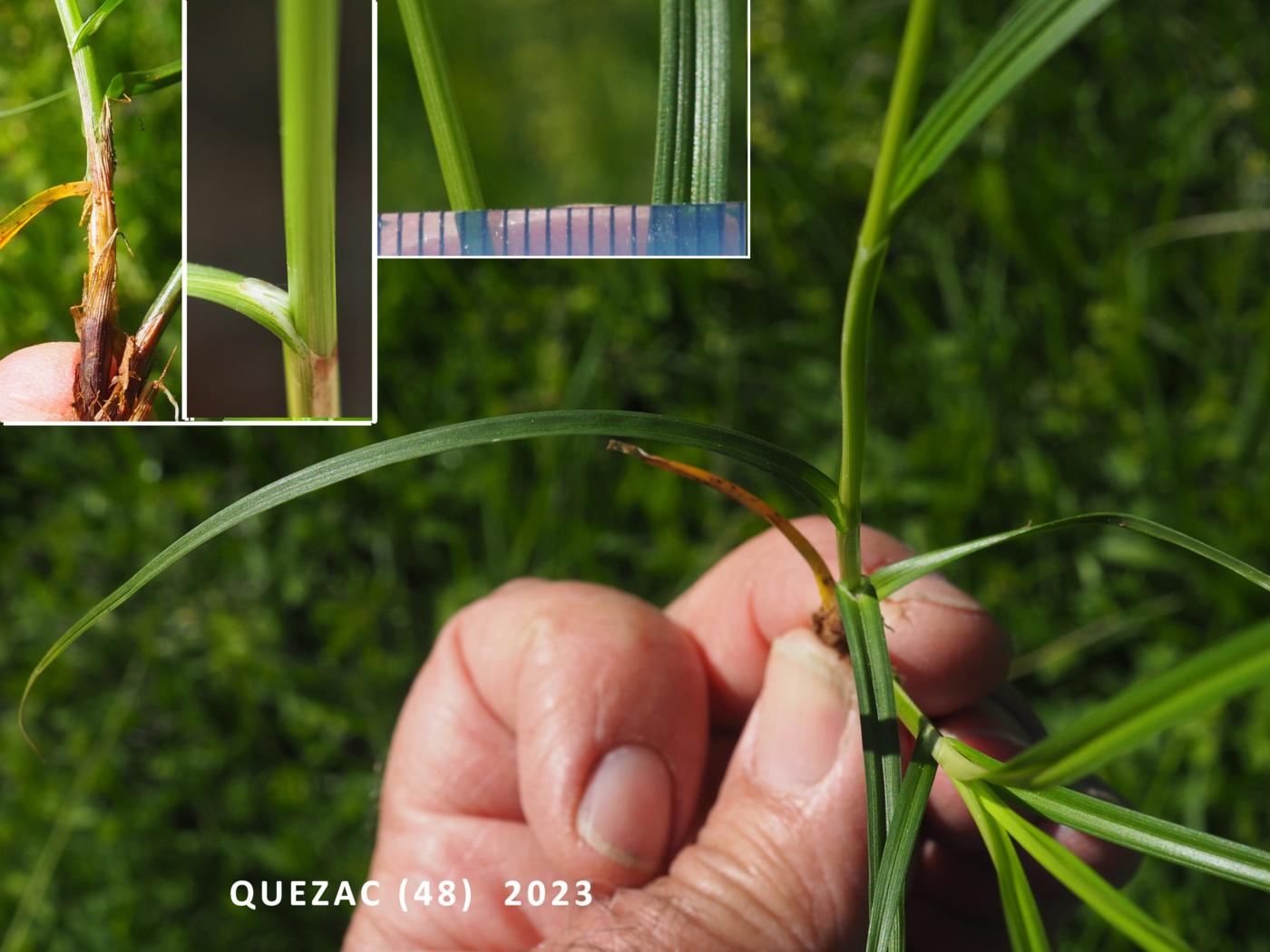 Sedge, Greater Starry leaf